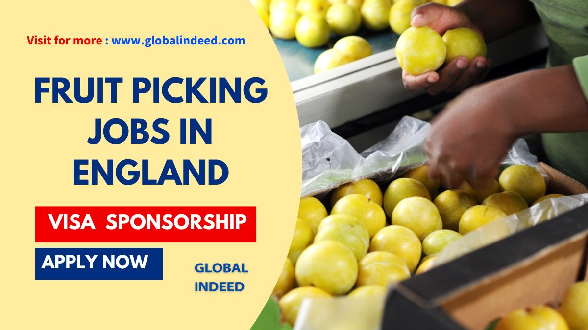 Fruit Picking Jobs in England with Visa Sponsorship